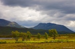 golden, mountain, highlands, tree, moor, scotland, 2014, Scotland Landscape Calendar 2024, photo