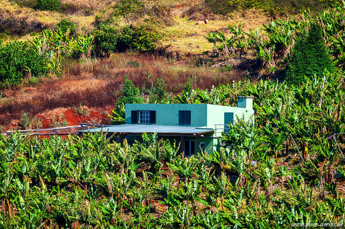 hut, cabin, banana, joe, mountains, flowers, field, house, madeira, 2024, photo