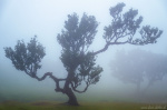 tree, woods, forest, fanal, fairytale, fog, magic, fantasy, fangorn, madeira, 2024, Portugal, photo