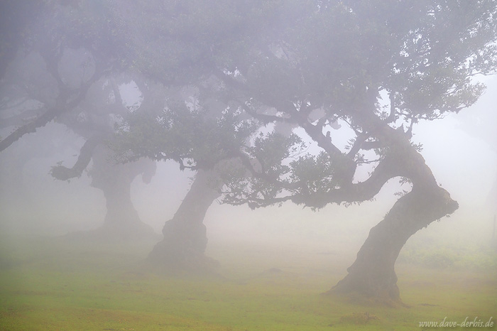 tree, woods, forest, fanal, fairytale, fog, magic, fantasy, fangorn, madeira, 2024, photo