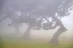 tree, woods, forest, fanal, fairytale, fog, magic, fantasy, fangorn, madeira, 2024, Portugal, photo