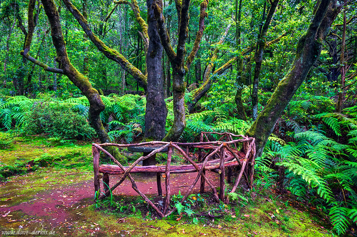 elves, forest, jungle, tree, magical, mystical, fangorn, madeira, 2024, photo