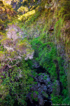 jungle, mountains, tree, forest, sun, valley, cliffs, stream, madeira, 2024, Portugal, photo