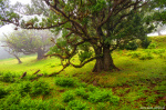 fog, forest, tree, woods, hills, mountains, magic, mystic, madeira, 2024, Portugal, photo