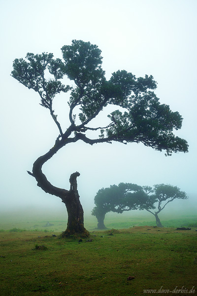 tree, woods, forest, fanal, fairytale, fog, magic, fantasy, fangorn, madeira, 2024, photo