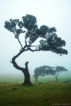 tree, woods, forest, fanal, fairytale, fog, magic, fantasy, fangorn, madeira, 2024, Portugal, photo