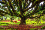 forest, tree, woods, giant, fanal, fangorn, cow, madeira, 2024, Portugal, photo