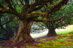 tree, woods, forest, fanal, fairytale, fog, magic, fantasy, fangorn, madeira, 2024, Portugal, photo