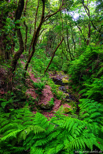 jungle, stream, river, valley, mountains, forest, trees, madeira, 2024, photo