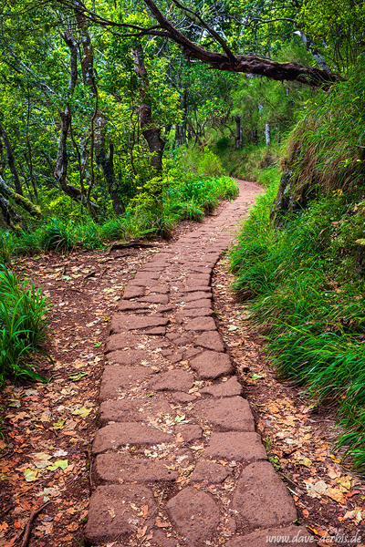 path, trail, jungel, forest, dreamlike, mountains, road, madeira, 2024, photo