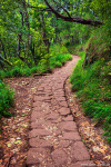 path, trail, jungel, forest, dreamlike, mountains, road, madeira, 2024, Portugal, photo