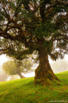 tree, woods, forest, fanal, fairytale, fog, magic, fantasy, fangorn, madeira, 2024, Portugal, photo