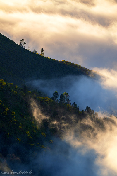 fog, sunset, mountains, trees, forest, mystical, magical, madeira, 2024, photo