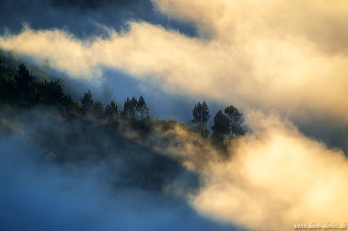 fog, sunset, mountains, trees, forest, mystical, magical, madeira, 2024, photo