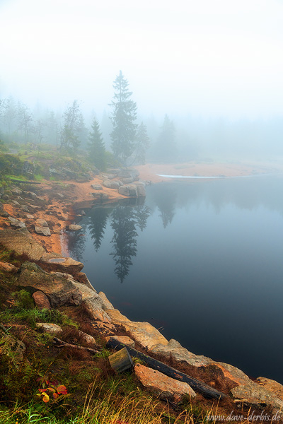 fog, lake, reflection, forest, tree, harz, germany, 2024, photo